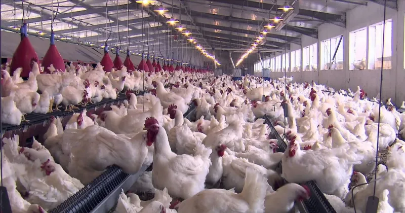 Souss-Massa Poultry Sector in Crisis Meeting