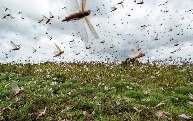 Souss Region Cleared of Desert Locust Threat