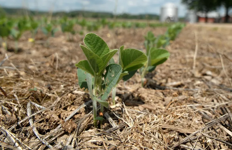Soybean Post-Application Tips for 2026