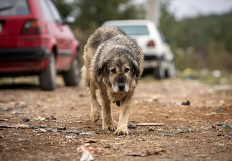 SPA Morocco Warns of Stray Animal Law 19.25 Effects