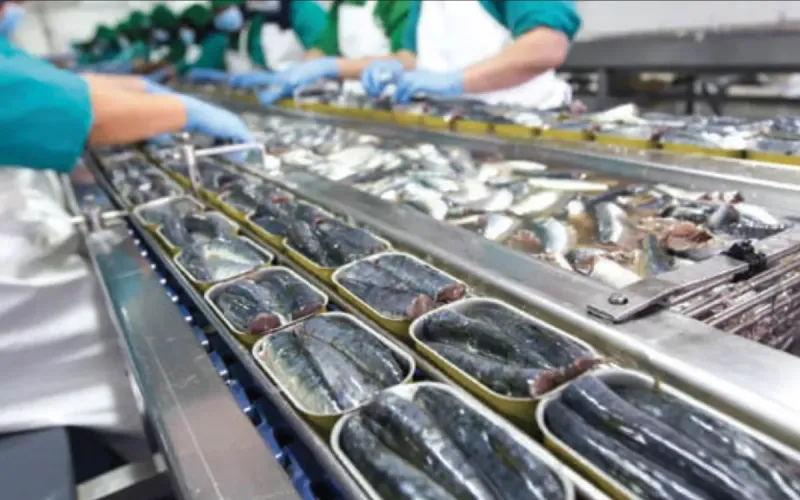 Spanish Industry Seeks Return to Moroccan Sardine Fishing