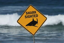 Spearfisher dies in shark attack on Great Barrier Reef