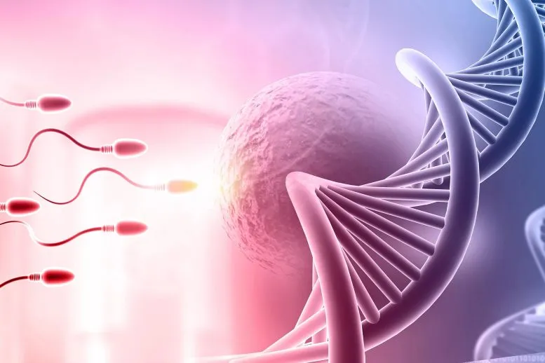 Le brassage de l'ADN des spermatozoïdes plus précoce