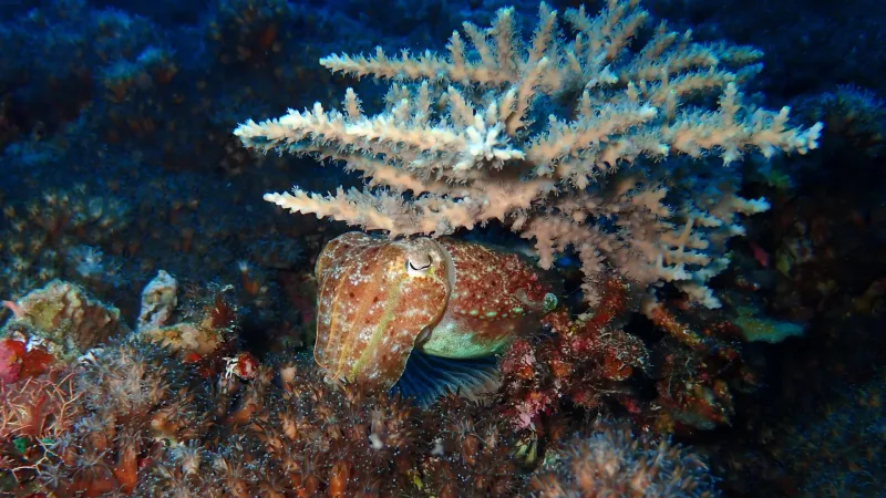 Squid's 'Long Fuse' Evolution Explained by Genomic Study