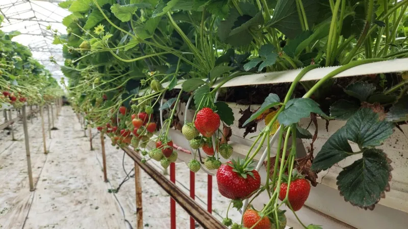 Strawberry Season Takes Off After Late Start