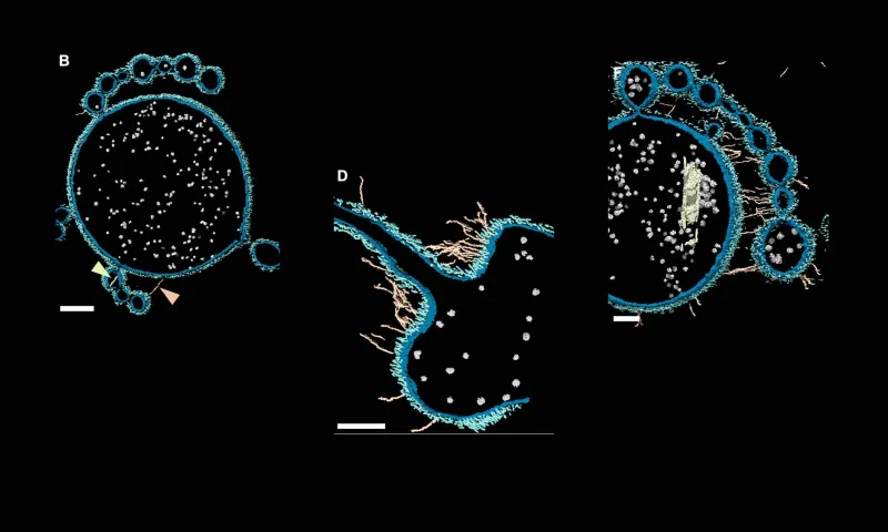 Stromatolites, Earth's Oldest Fossils, Offer Clues to Life's Origins