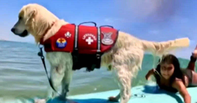 Astro, chien surfeur, aide des élèves anxieux au Texas