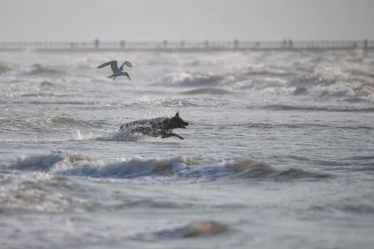 SURF’S UP FOR THE WORLD’S PAW-SOME-EST COMPETITORS!