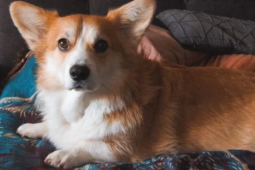 Sweet corgi Louis seeks quiet forever home after return to rescue