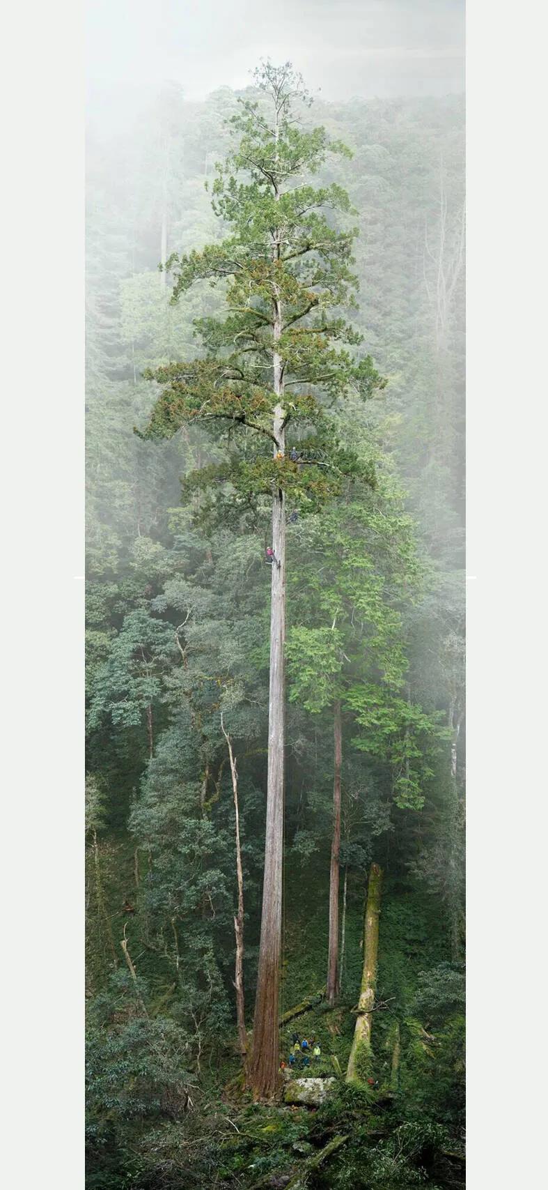 Taiwan's Ancient Trees Face Logging Threat