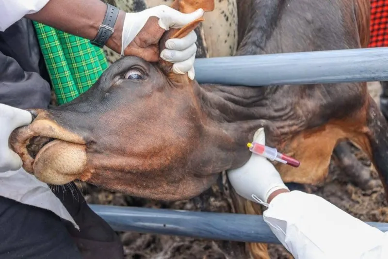 Tanzania Beef Exports Rise After Livestock Vaccination