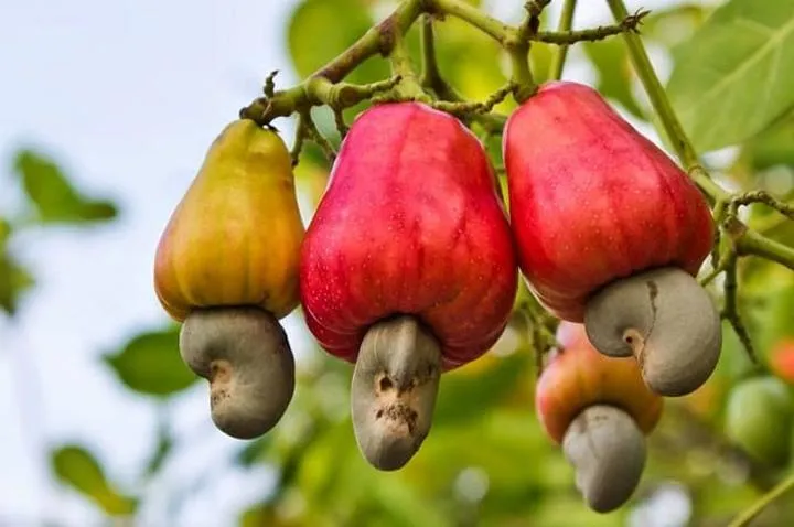 Tanzania targets 1M tonnes cashew, local processing by 2030