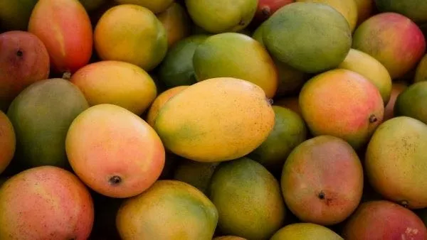TCDA Sets GH¢5.22/kg Mango Price for 2026 Season