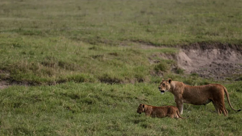 Dix lions retrouvés morts dans une réserve en Tanzanie, empoisonnement suspecté