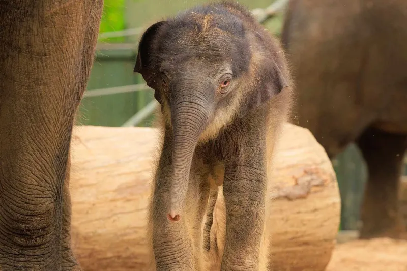 Texas Zoo Welcomes Two Baby Elephants
