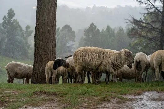 Thiès Region Requires 230,000 Sheep for Tabaski 2026