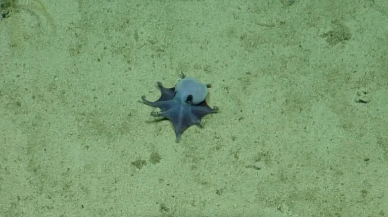 Tiny blue octopus discovered in deep sea