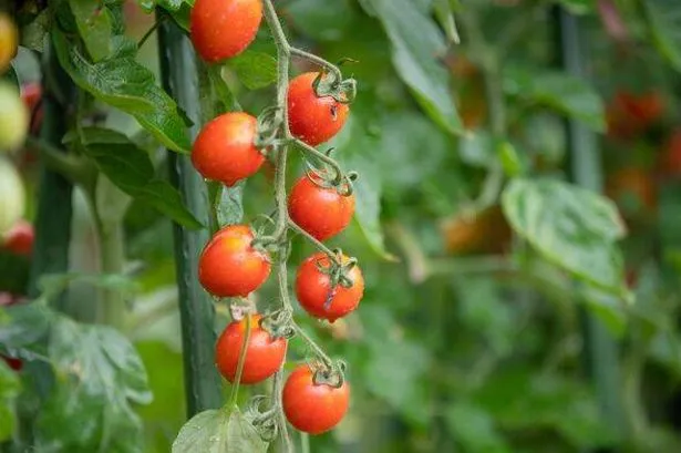 Conseils de taille pour des tomates plus grosses