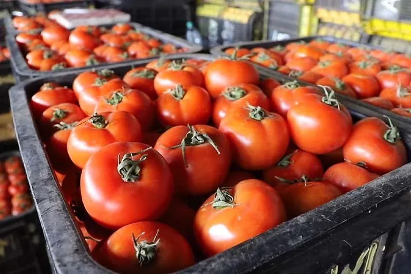 Hausse des prix de la tomate en Europe après restrictions marocaines