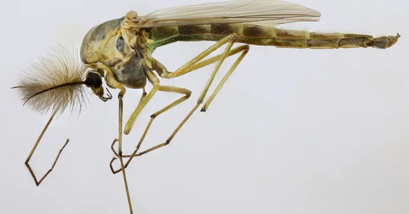 Saison des moucherons à Toronto : durée de vie et faits