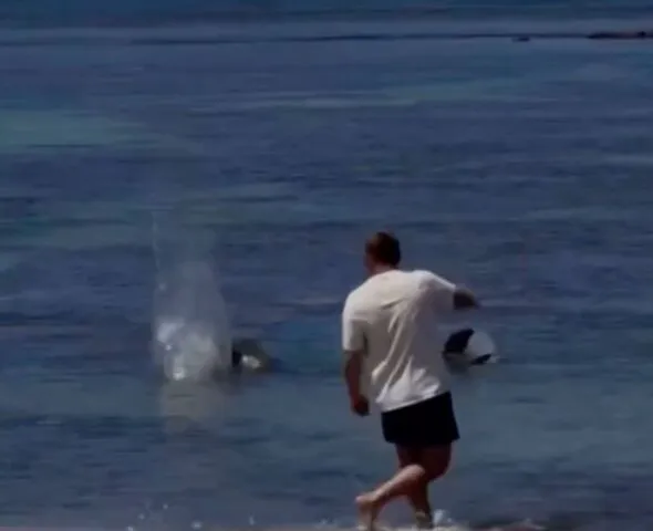 Tourist Charged After Attacking Hawaiian Monk Seal