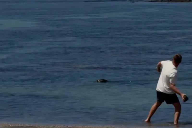 Tourist Detained for Attacking Endangered Seal in Maui