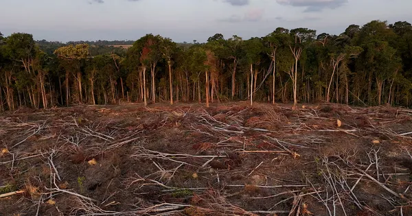 Tropical Forest Loss Drops 36% in 2025