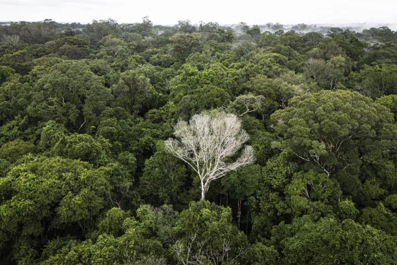 Tropical forest loss drops 40% in 2025, report finds