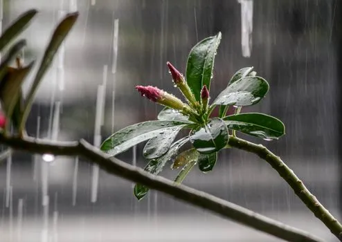 Tropical Moisture to Bring Rain to Southwest Florida