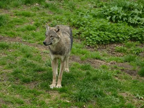 Trump order puts wolf protections in spotlight