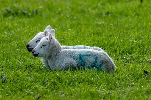 Épidémie de maladie des agneaux jumeaux au Royaume-Uni : faits clés