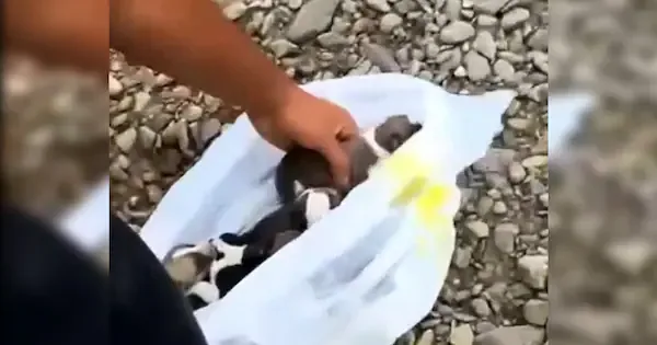 Two arrested for alleged puppy drowning in Whakatāne River