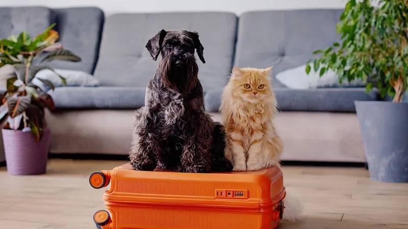 UK Pet Passports Invalid for EU Travel Under Post-Brexit Rules