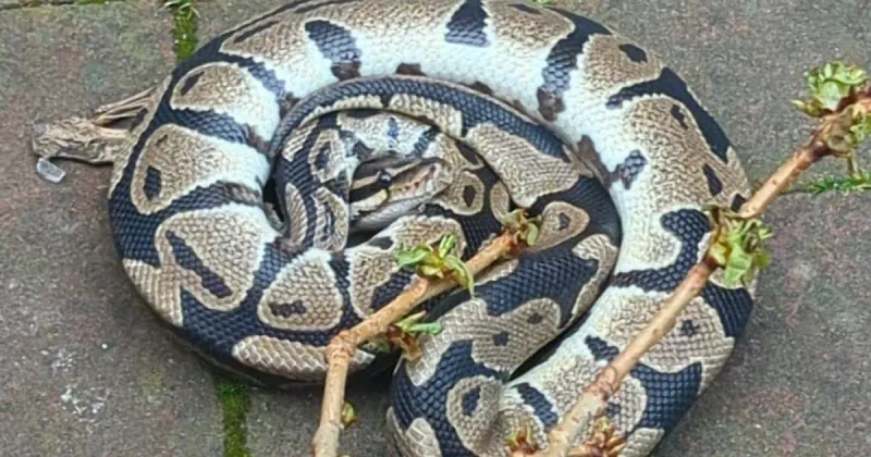 Unusual Animals Found in the Rhône River