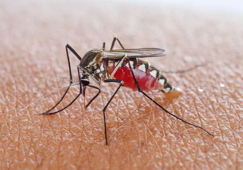 UQ Vaccine Platform Targets Mosquito-Borne Threats
