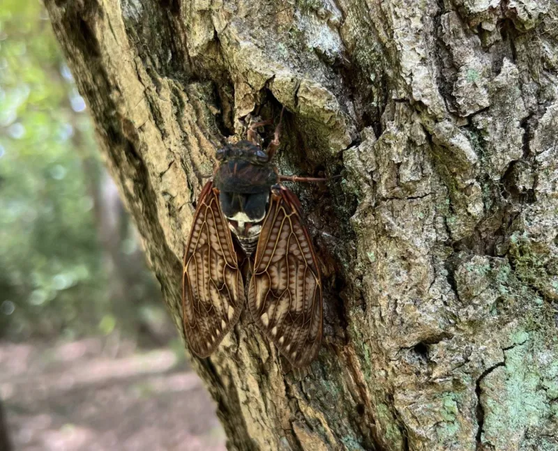 Urban heat and light drive cicadas to sing at night