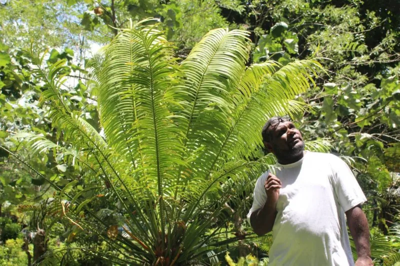 Le kava sacré de Vanuatu aide à la conservation des forêts