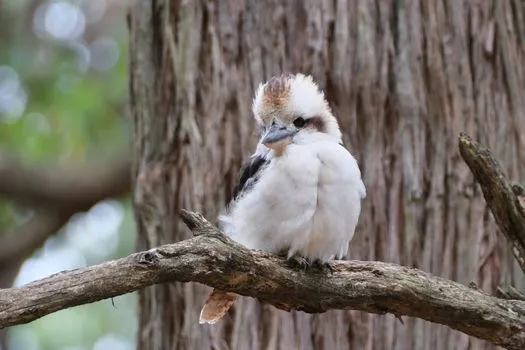 Victorian Greens to introduce bill to close native forest logging loopholes