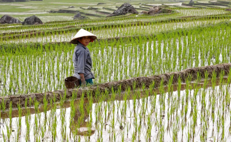 Vietnam Rice Farms Face Emissions-Livelihood Dilemma