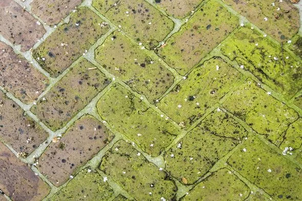 Vinegar and Baking Soda Clean Algae, But Experts Urge Caution