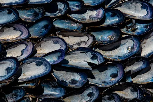 Washington demande de l'aide contre les moules invasives