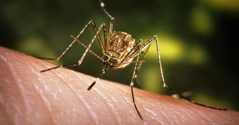 West Nile Virus Case Confirmed in Walla Walla County