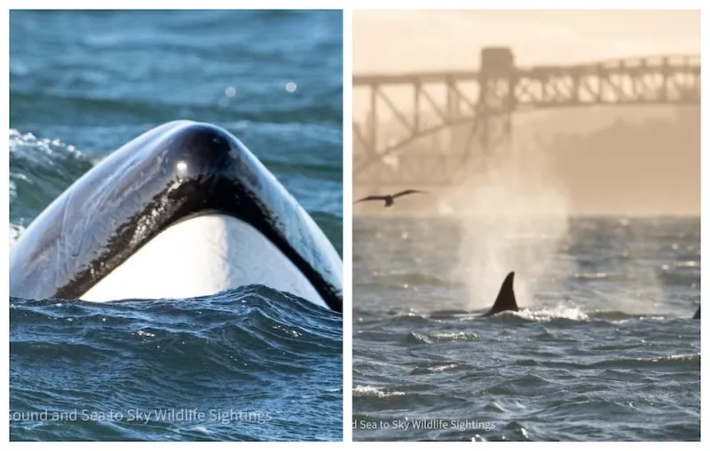 Whale Sightings Increase in Metro Vancouver Waters