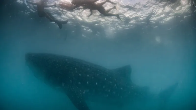 Observation des baleines aux Philippines : une réflexion spirituelle
