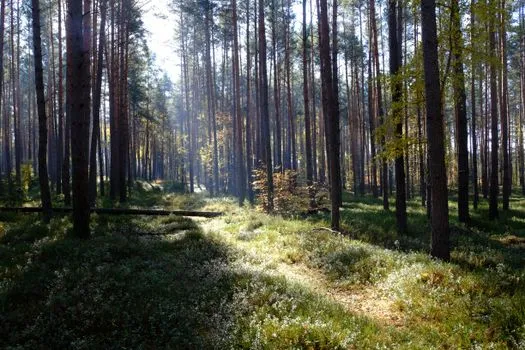 Wild Woods 67% Off on Steam After New Update