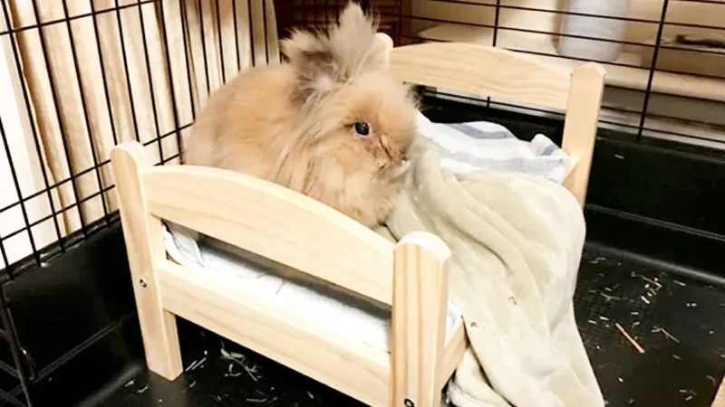 Herbie, le plus vieux lapin du monde, fête ses 15 ans