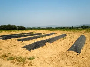 Young Couple Plants Blueberries in Pyrénées-Orientales