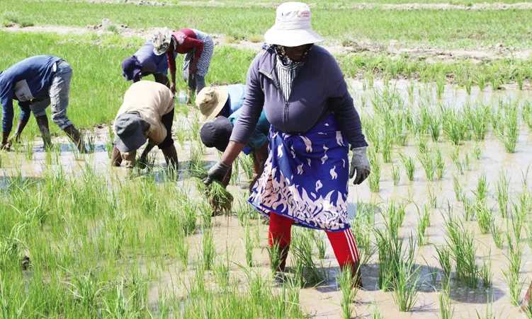 Zambezi 'Food Basket' Rice from Korea Sparks Confusion