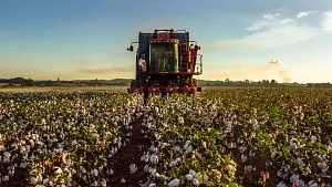 Zimbabwe Cotton Output to Jump 33% in 2026